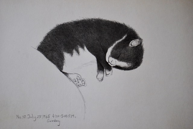 Newborn Kitten Sleeping, July 25, 1965, graphite, 6.5 x 10.5