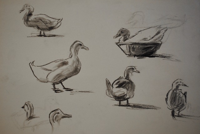 Downey Duck, Walking Around and In a Basin, 1959, charcoal, 12 x 17.5