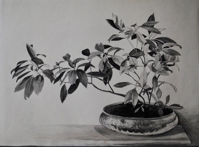 Plant, 1958, ink, 11.75 x 16